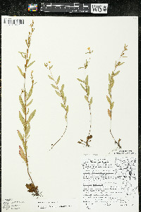 Oenothera perennis image