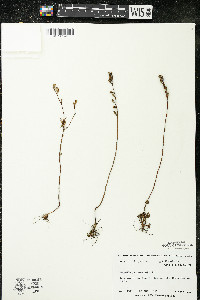 Oenothera perennis image