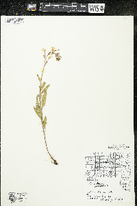 Oenothera perennis image
