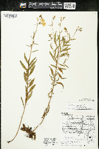 Oenothera perennis image