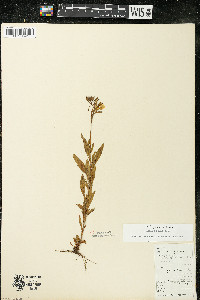 Oenothera perennis image