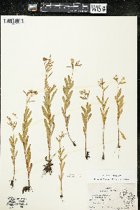 Oenothera perennis image