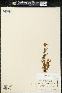 Oenothera perennis image