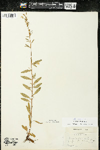 Oenothera perennis image