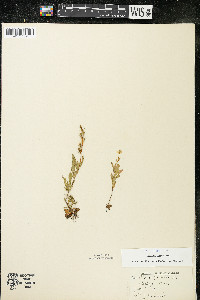 Oenothera perennis image