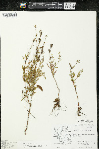 Oenothera perennis image