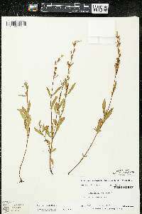 Oenothera perennis image