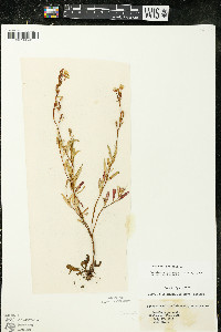 Oenothera perennis image