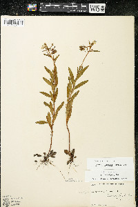 Oenothera perennis image