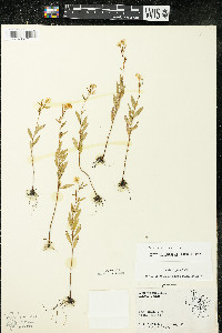 Oenothera perennis image