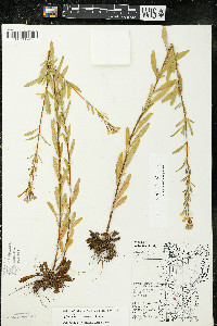 Oenothera perennis image