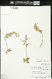 Oenothera perennis image