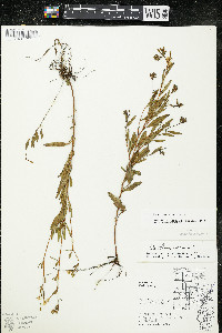 Oenothera perennis image