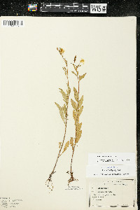 Oenothera perennis image