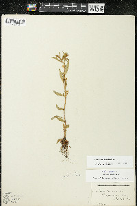 Oenothera perennis image