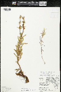Oenothera perennis image