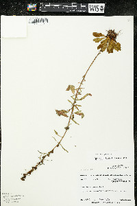 Oenothera perennis image