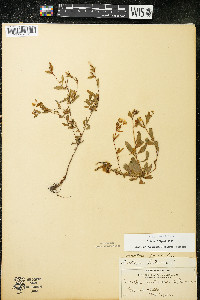 Oenothera perennis image