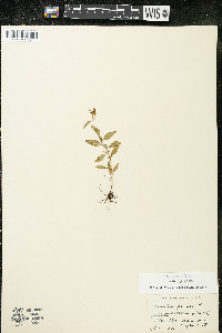 Oenothera perennis image