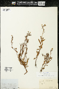 Oenothera perennis image