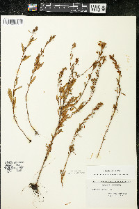 Oenothera perennis image