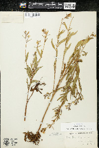 Oenothera perennis image