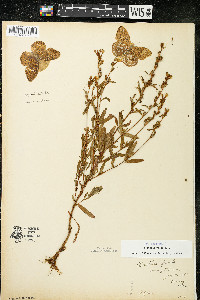 Oenothera perennis image