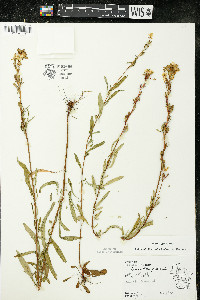 Oenothera perennis image