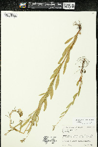 Oenothera perennis image