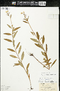 Oenothera perennis image