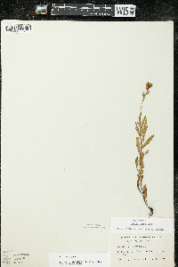 Oenothera perennis image