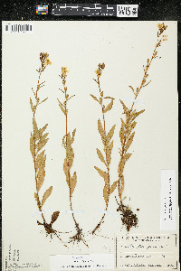 Oenothera perennis image