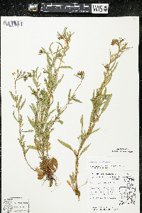 Oenothera perennis image