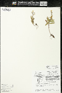 Oenothera perennis image