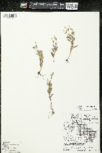 Oenothera perennis image