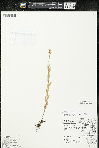 Oenothera perennis image