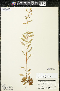 Oenothera perennis image