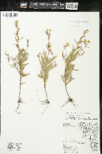 Oenothera perennis image