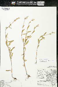 Oenothera perennis image