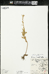 Oenothera perennis image