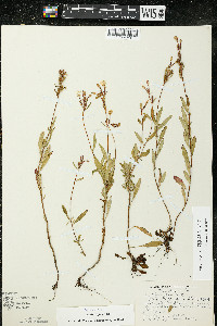 Oenothera perennis image