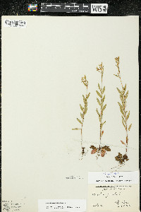 Oenothera perennis image