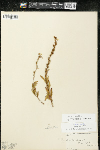 Oenothera perennis image