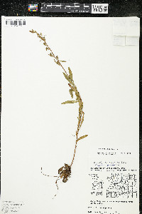 Oenothera perennis image