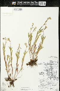 Oenothera perennis image