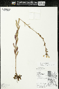 Oenothera perennis image