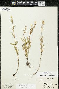 Oenothera perennis image