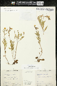 Oenothera perennis image