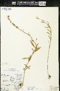 Oenothera perennis image