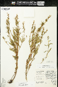 Oenothera perennis image